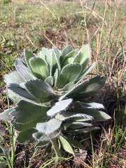 Leucospermum conocarpodendron