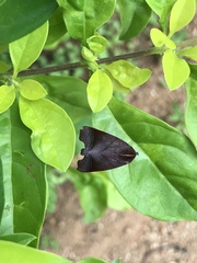 Carea angulata