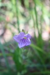 Ruellia ciliatiflora