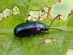 Phratora vulgatissima