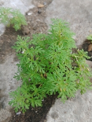 Leucospora multifida