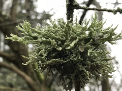 Ramalina fastigiata