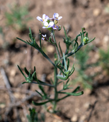 Dontostemon integrifolius