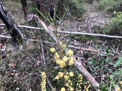 Acacia quadrilateralis