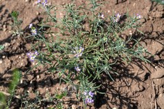 Dontostemon integrifolius