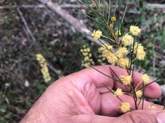 Acacia quadrilateralis