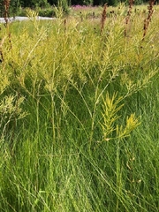 Brassica rapa oleifera