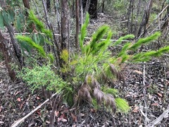 Caustis blakei macrantha