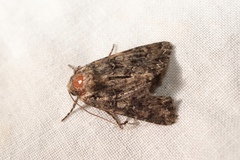 Anarta pugnax