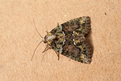 Cryphia pallida