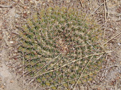 Mammillaria uncinata