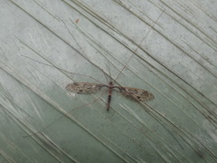 Leptotarsus binotatus