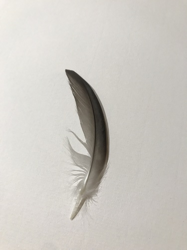 Plume de Goéland dominicain