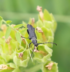 Ropalopus macropus
