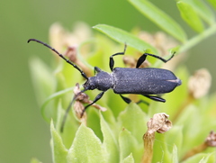 Ropalopus macropus