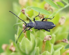 Ropalopus macropus