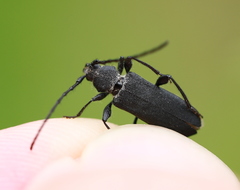 Ropalopus macropus