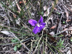 Scaevola ramosissima