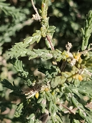 Artemisia herba-alba