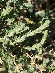 Artemisia herba-alba