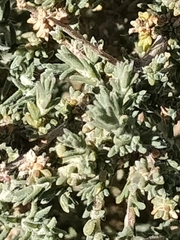 Artemisia herba-alba