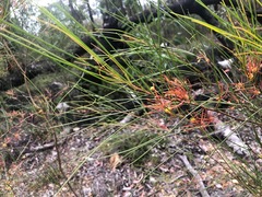 Acacia juncifolia