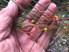 Acacia juncifolia