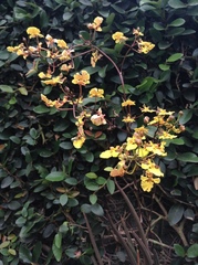 Trichocentrum cebolleta