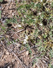 Astragalus brevifolius