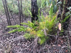 Caustis blakei macrantha