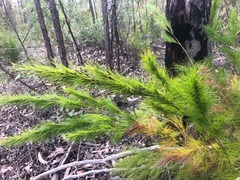 Caustis blakei macrantha
