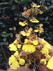 Trichocentrum cebolleta