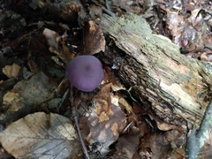 Laccaria amethystina