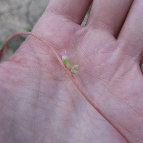 Image of Cuscuta monogyna by (c) Виктория Билоус, some rights reserved (CC BY)
