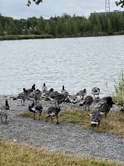 Branta leucopsis