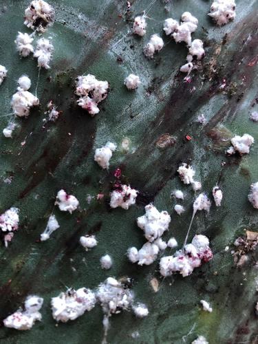 photo of Cochineal Scale Bugs (Dactylopius)