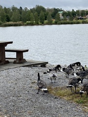 Branta leucopsis