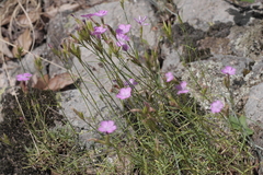 Dianthus graniticus