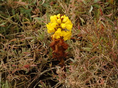Cistanche phelypaea