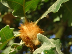 Andricus theophrasteus