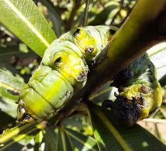 Daphnis nerii