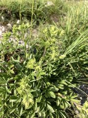 Potentilla caulescens