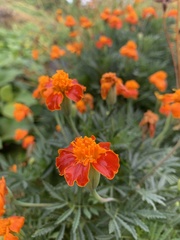 Tagetes lunulata