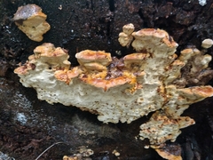 Fungi