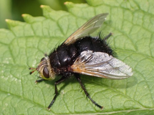Yellow-faced Fly photo 4