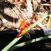 photo of Flame Skimmer (Libellula saturata)