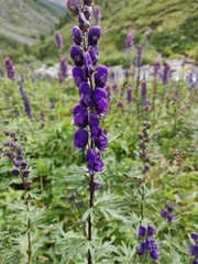 Aconitum glandulosum