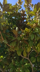 Magnolia grandiflora