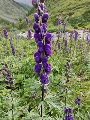 Aconitum glandulosum