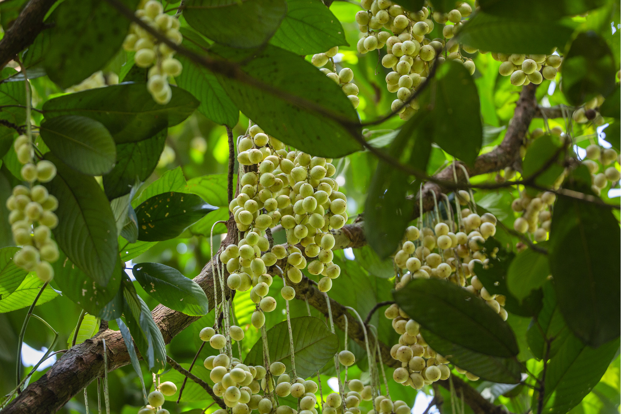 Baccaurea motleyana: Systematics, Etymology, Habitat